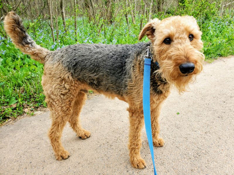 Ender, Our 7-Year-Old Airedale